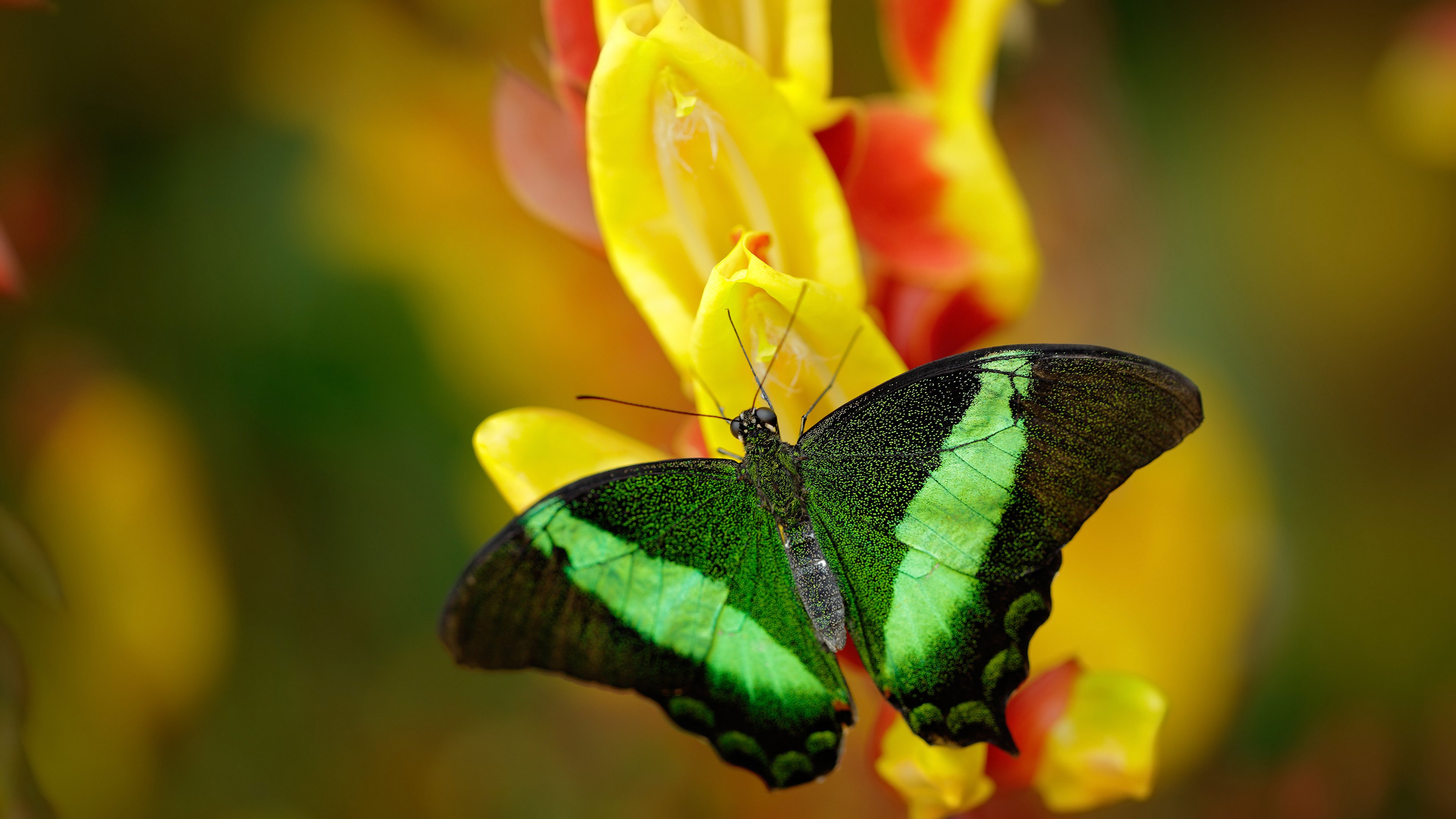 极速征途与制胜一击，当F1冠军夜遇见塔图姆时刻