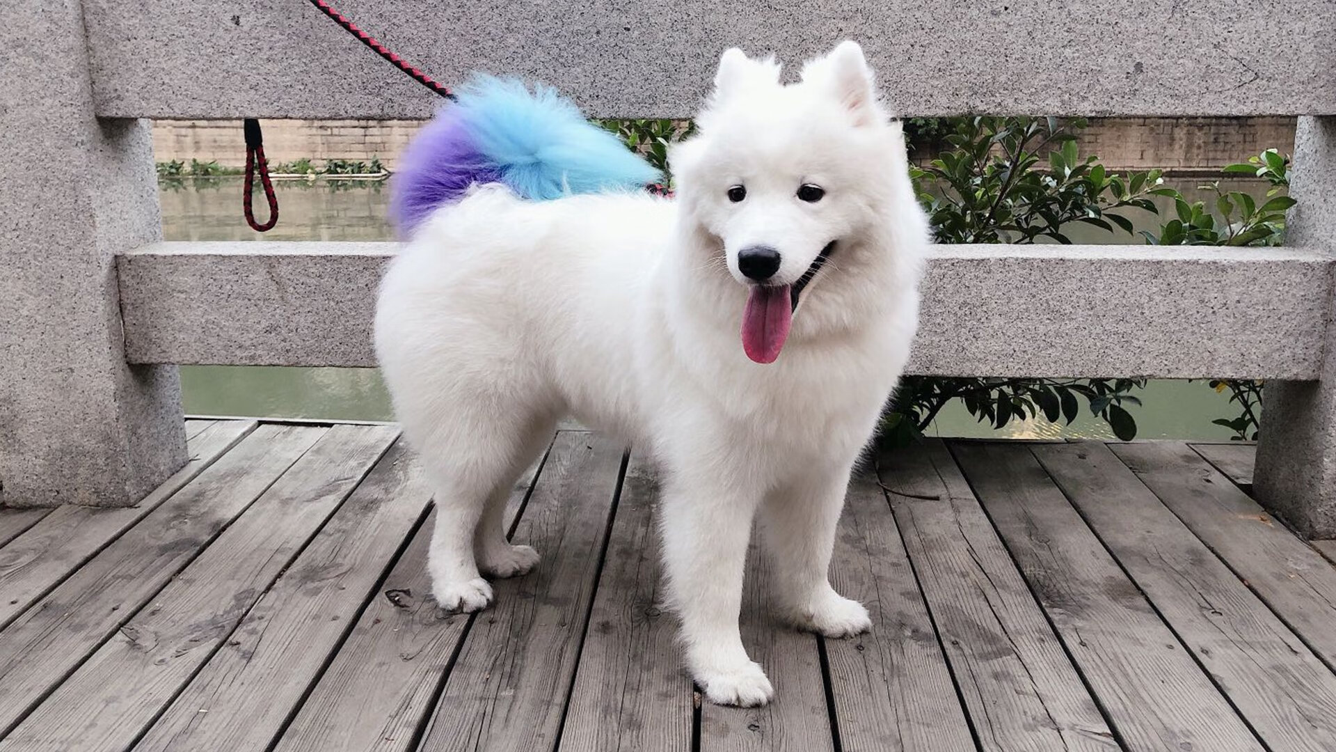 加纳一击制胜，奥利维耶化身关键先生，一记世界波打穿卡塔尔防线