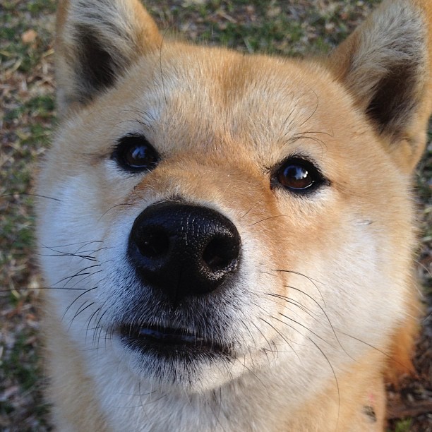 神话重演，希腊冲垮爱尔兰奇迹之路，奥亚尔萨瓦尔一箭定乾坤
