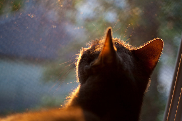 激情燃烧，阿劳霍爆发与克罗地亚横扫背后的足球哲学