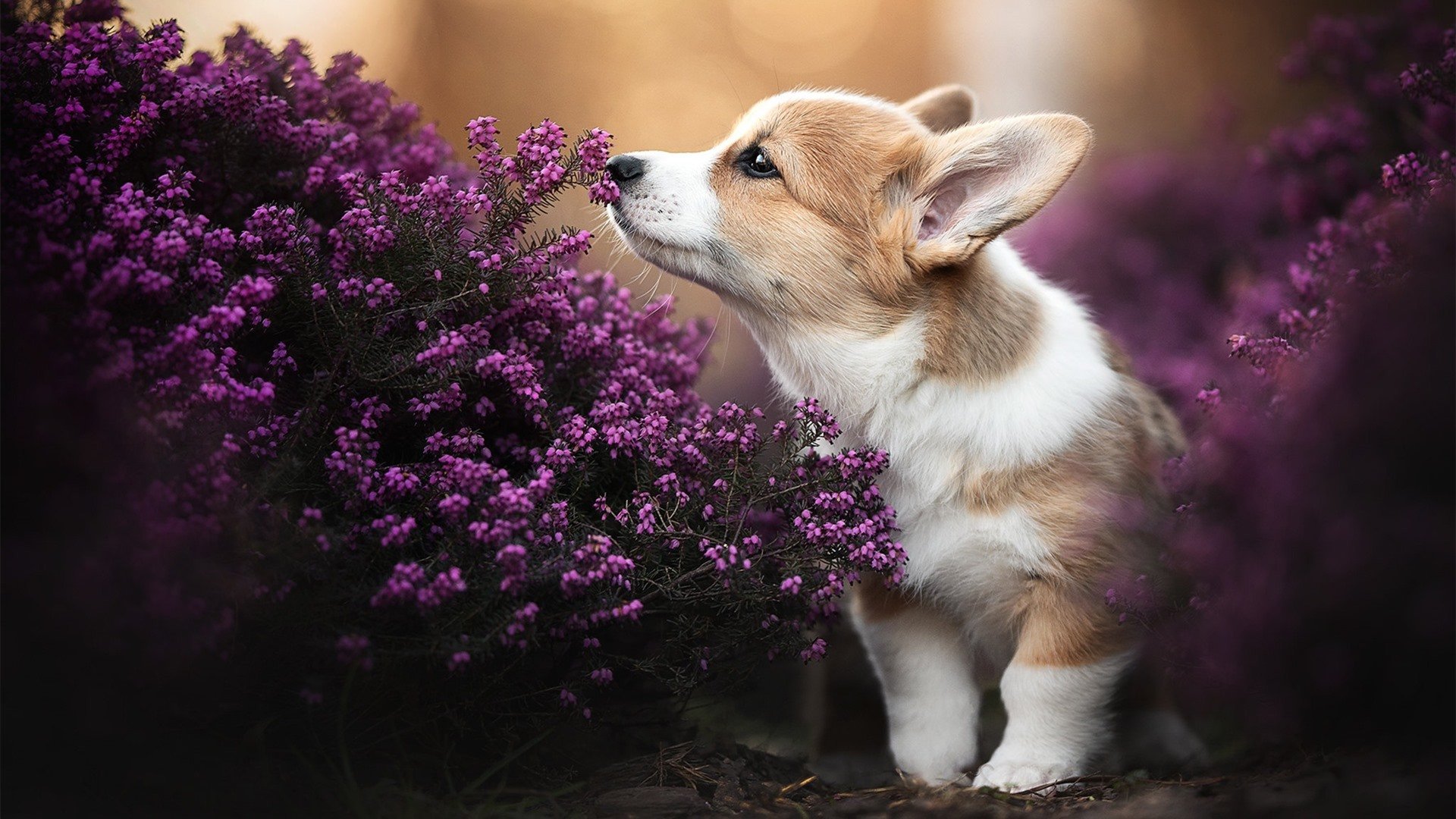 F1赛道与足球场的共振，速度与战术的极致交响