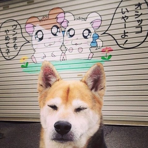 雷火电竞简介-CBA的欧冠级猛龙，与远方那一声遥相呼应的咆哮