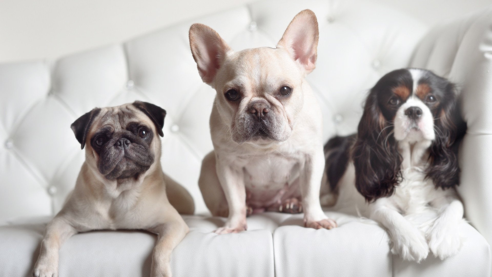 逆袭之夜，洪都拉斯斩落黑马几内亚，中场魔术师卡马文加引爆全场！