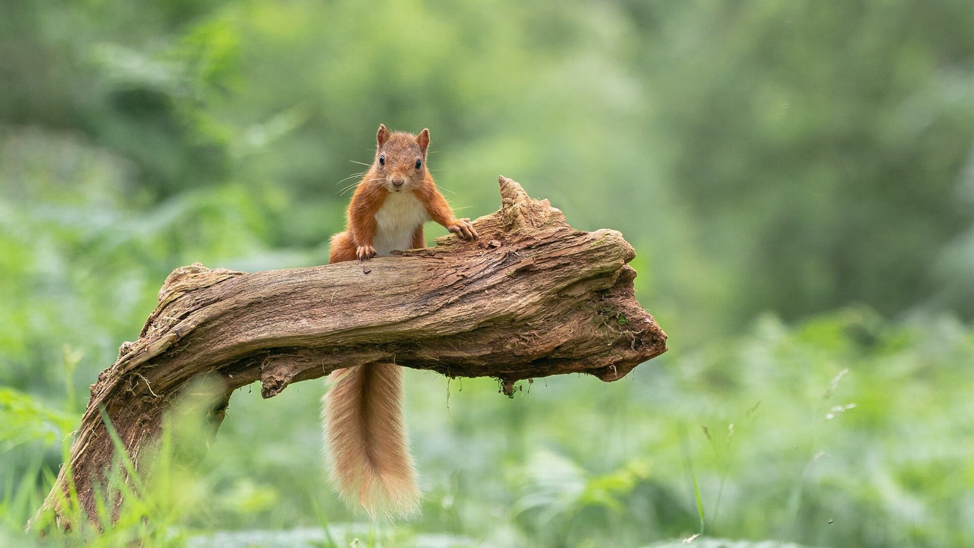 雷火电竞简介-撕裂之城烈焰中崛起，福克斯末节审判，开拓者以唯一性姿态锁定胜局