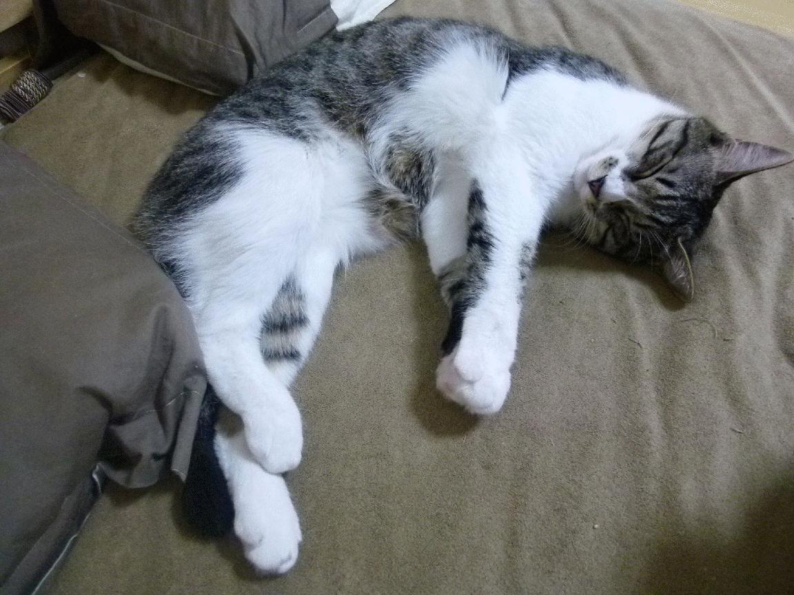 唯一性的双重奏，意甲焦点战与火箭悬念终结的体育瞬间