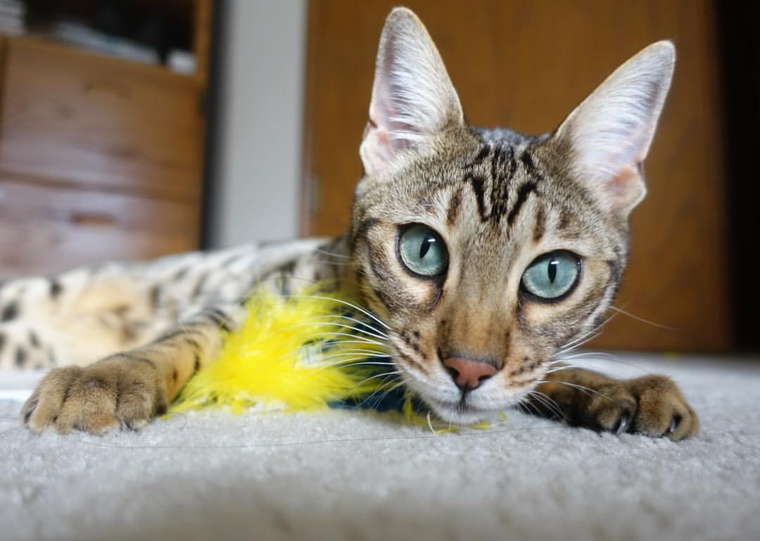 锡安暴扣撕裂菲尼克斯夜空,一场个人能力对战术体系的碾压式宣言